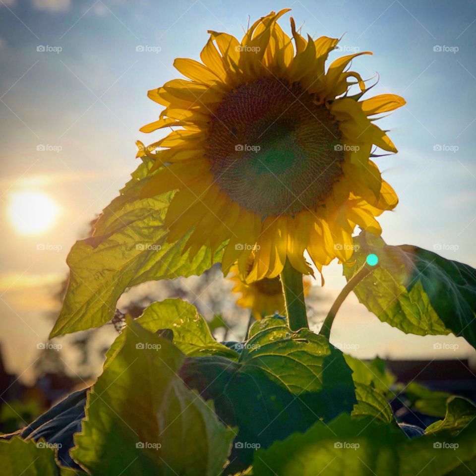 Sunflowers against a sunset 