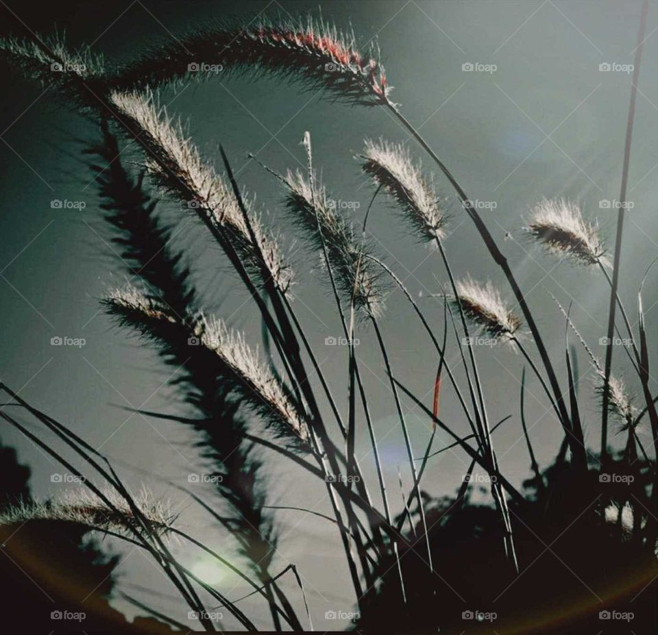 soft winds through cat tails