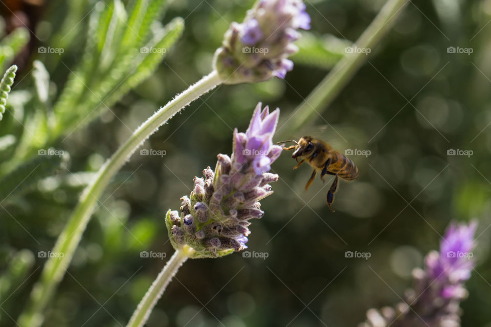 honneybee under lavender flower