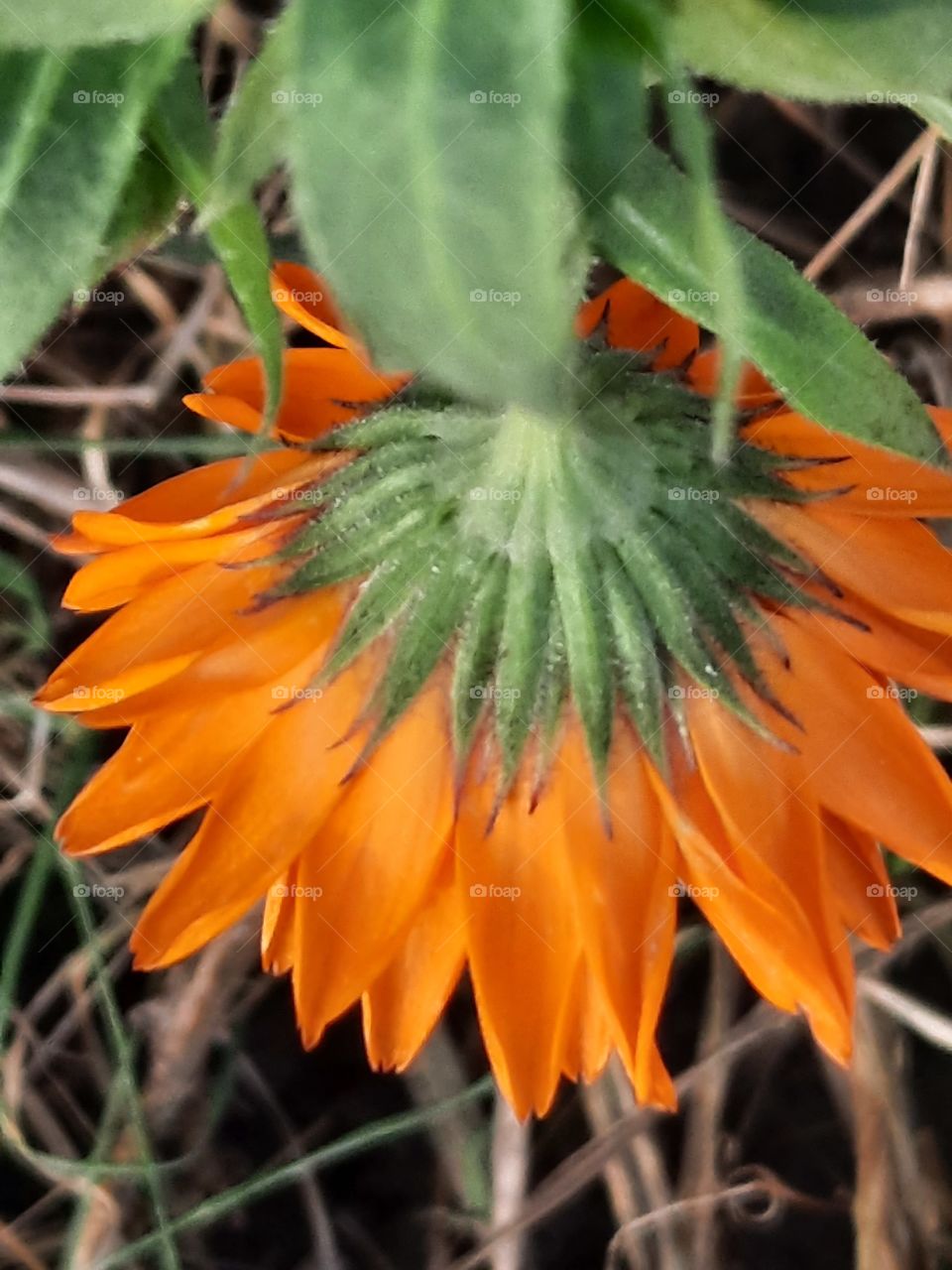 winter garden after frosty night - damaged flower of orange marigold