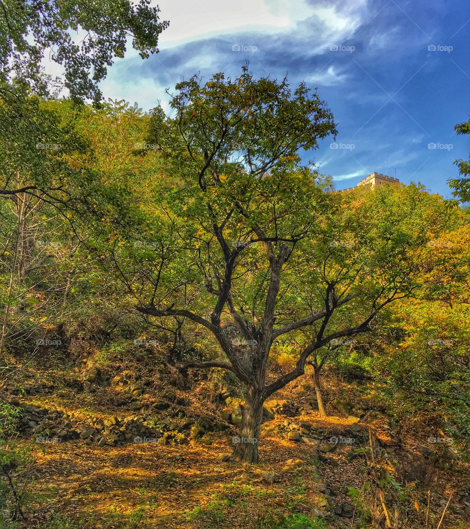 Tree 1. Off the beaten path at the Great Wall