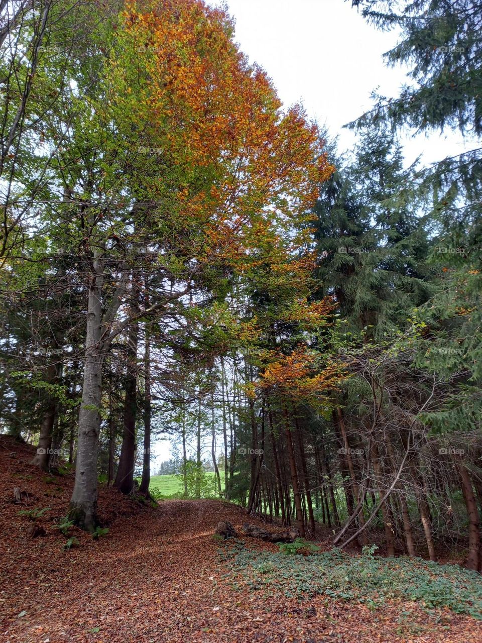 Walking the Forest in Autumn