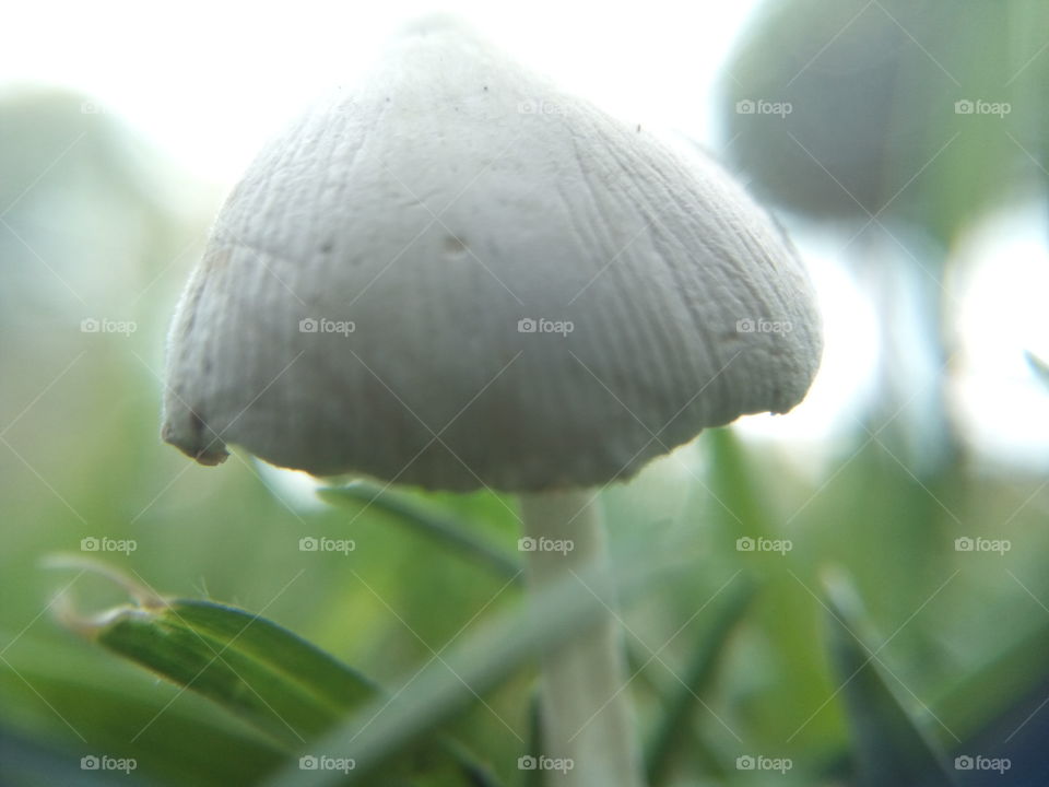 A little mushroom