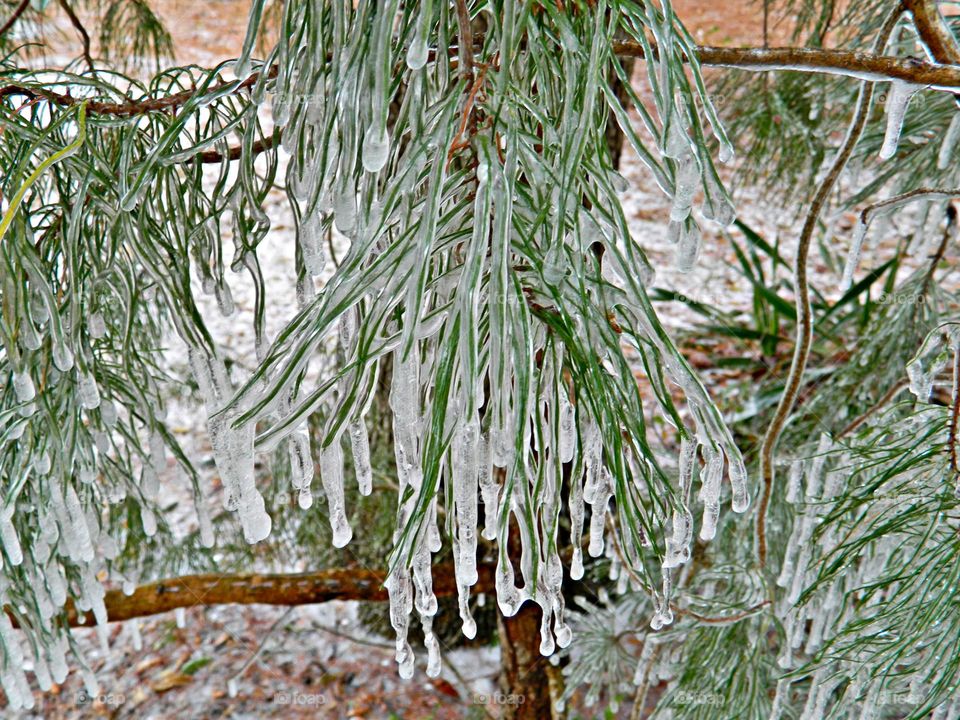 Liquids are cool - different liquids in different states and different situations. Ice draped pine needles