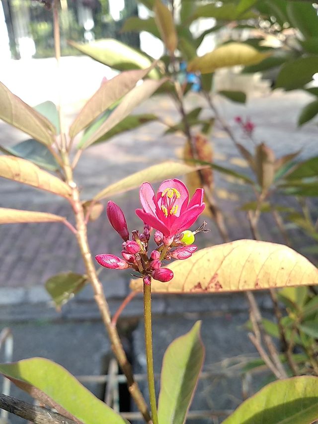 Pink flower