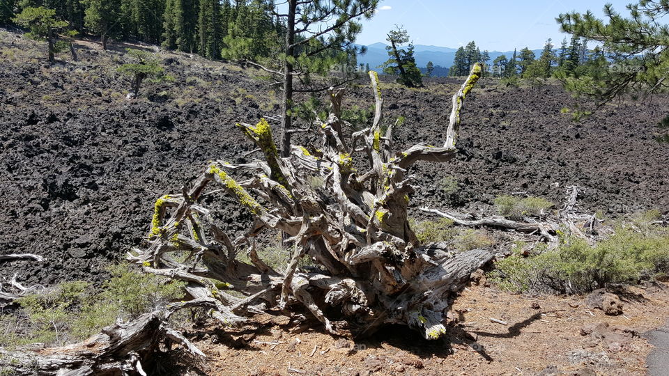 Lava beds and dead tree