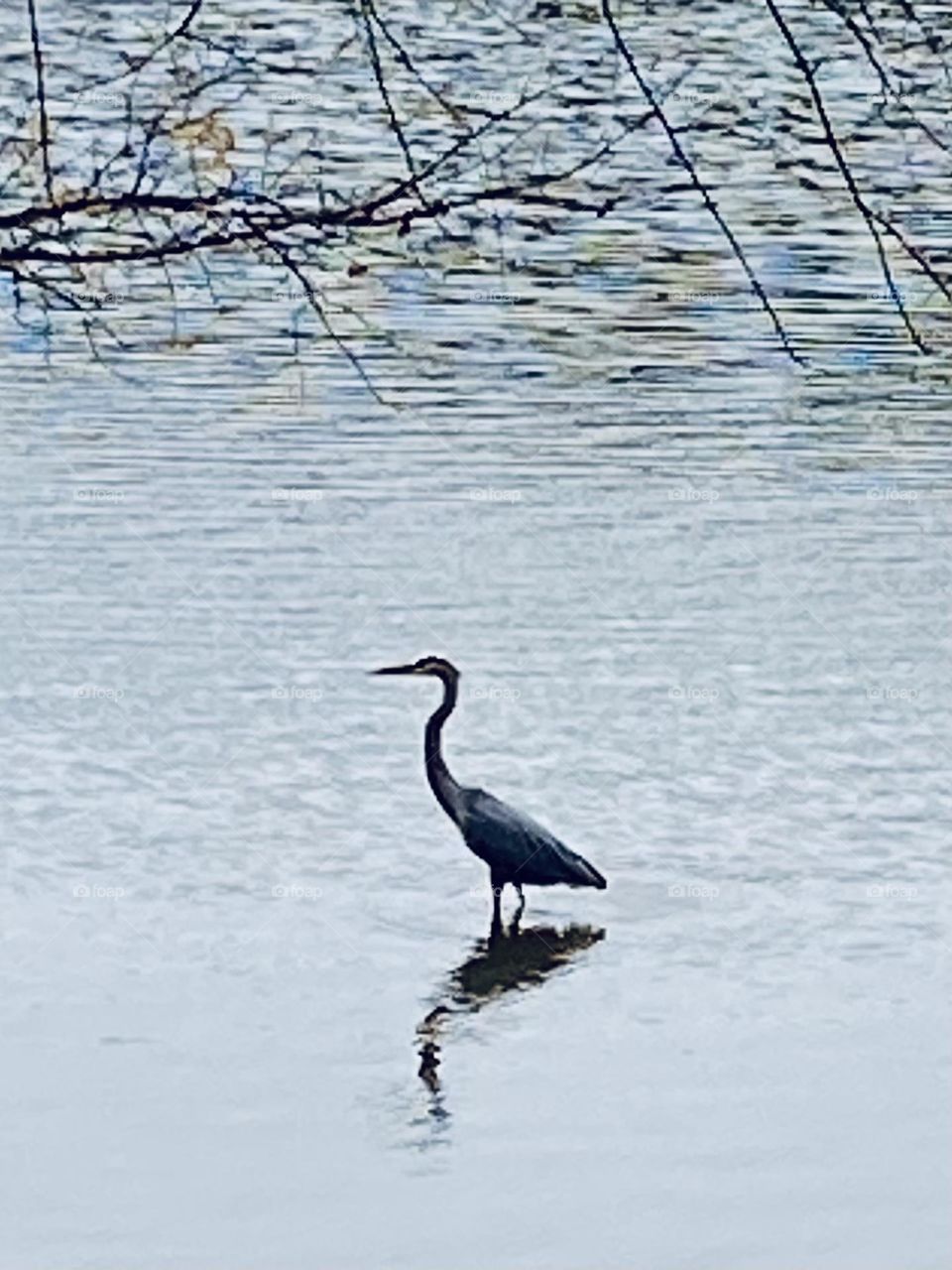 Blue heron in lake with reflection 