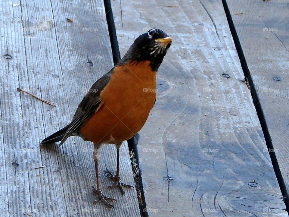 Curious Bird