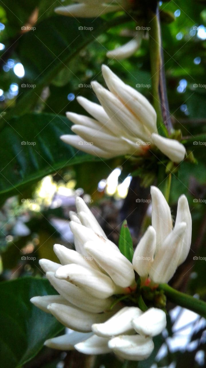 white colour flowers