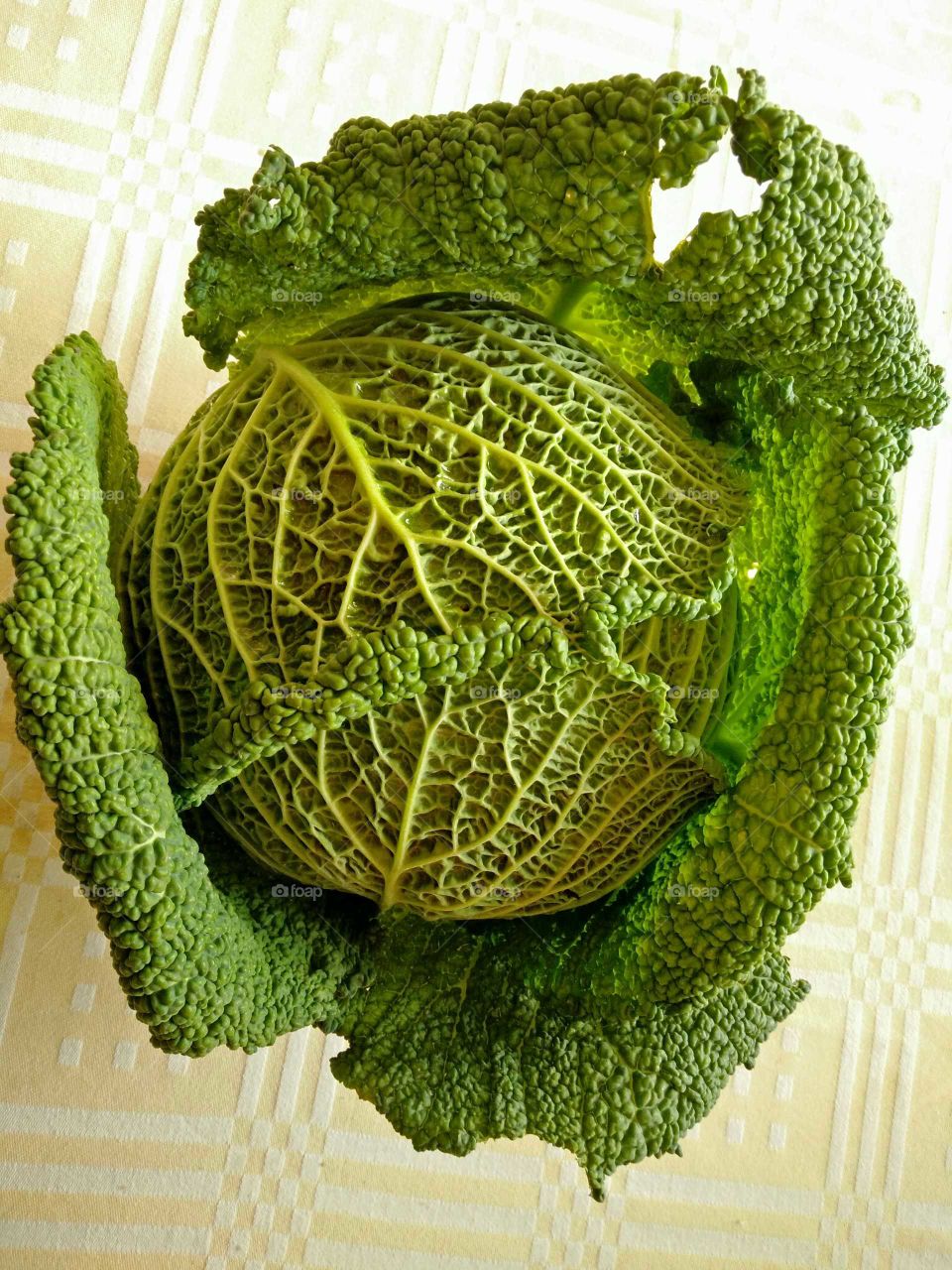 An amazing savoy cabbage photographed in a street market stand exhibition
