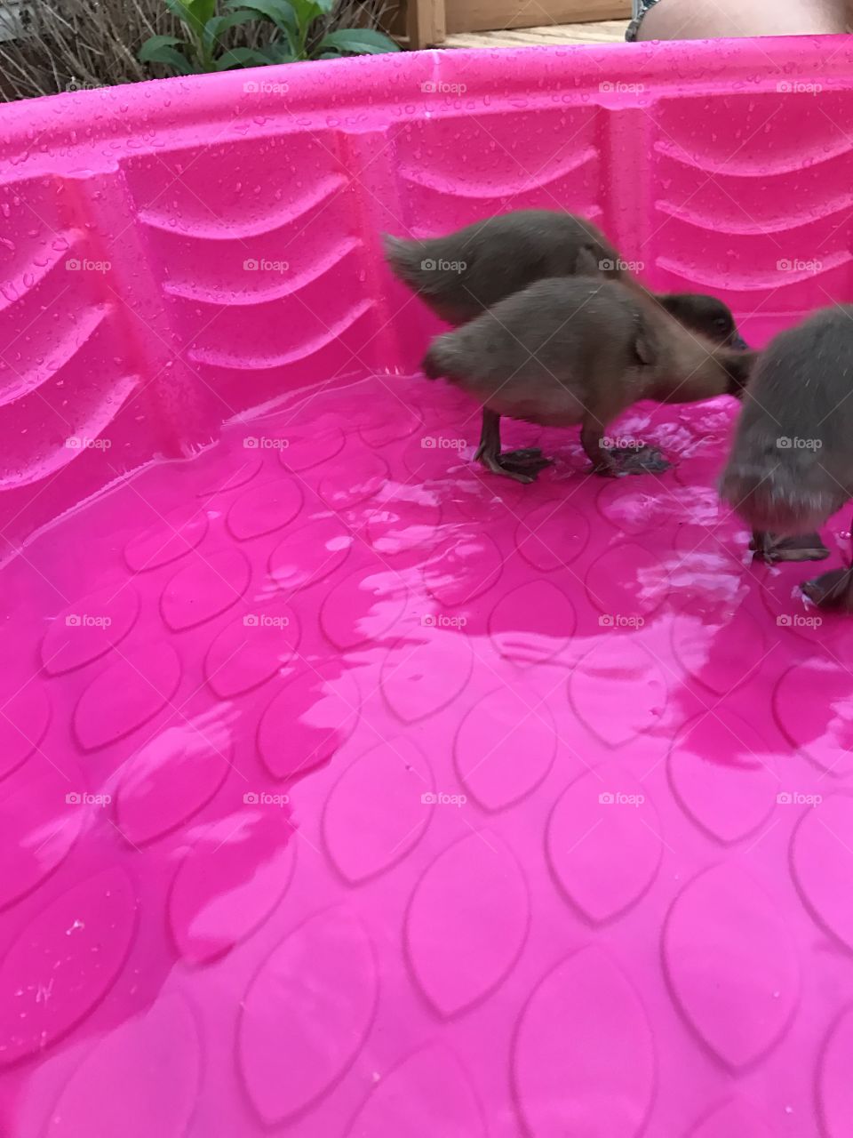 Ducks 