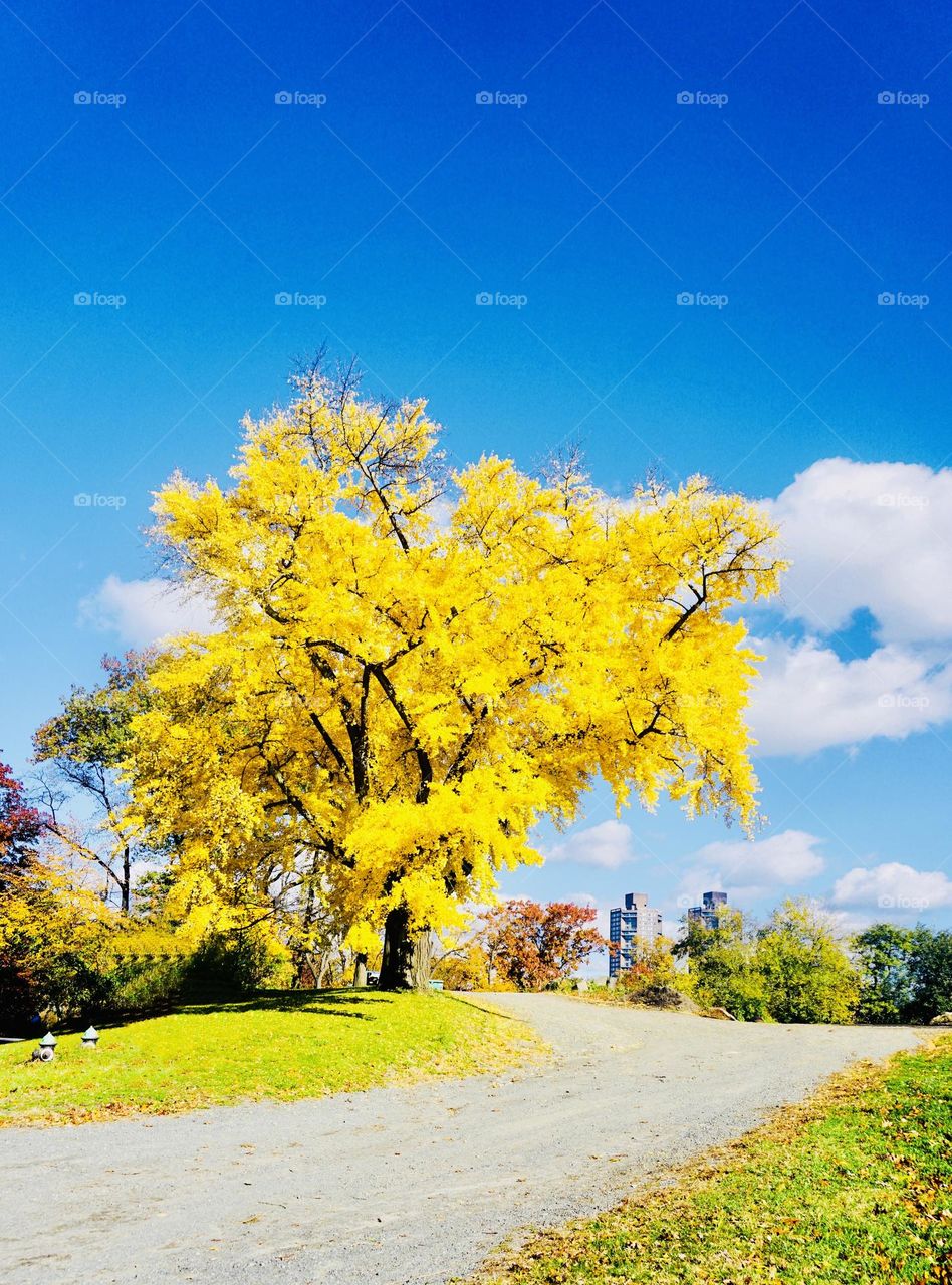 Sunny yellow autumn color brightens and beautifies the landscape. 