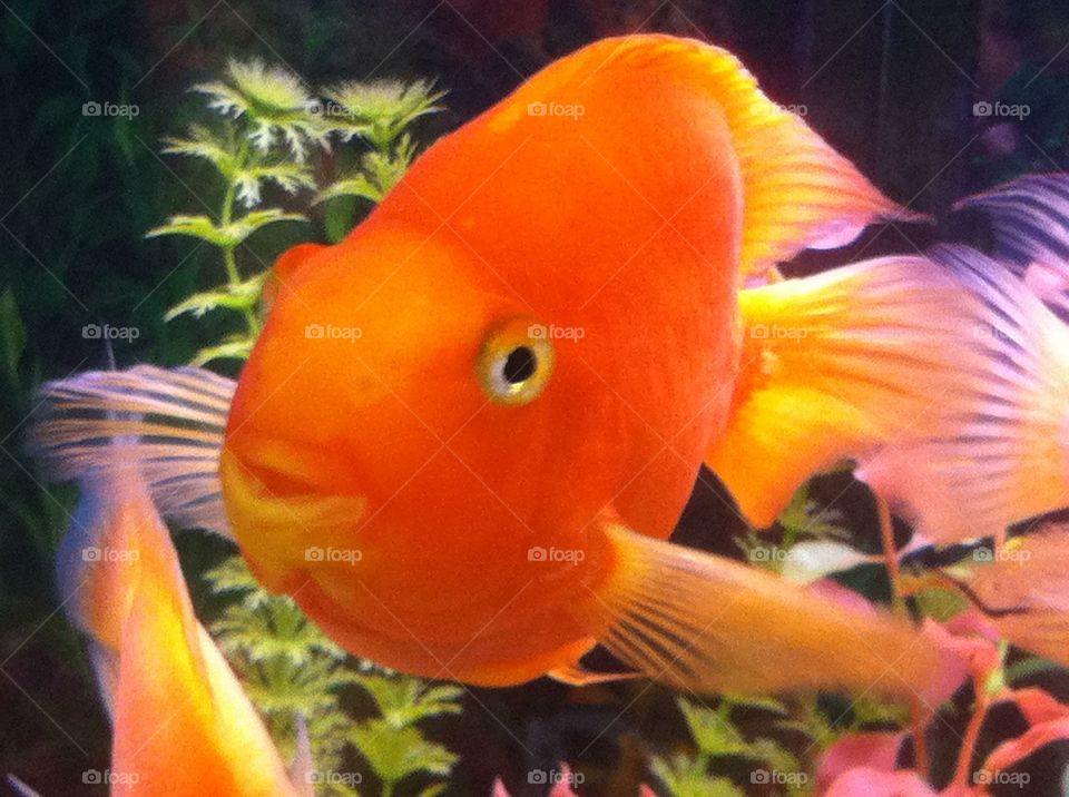 Fishy. Giant goldfish 