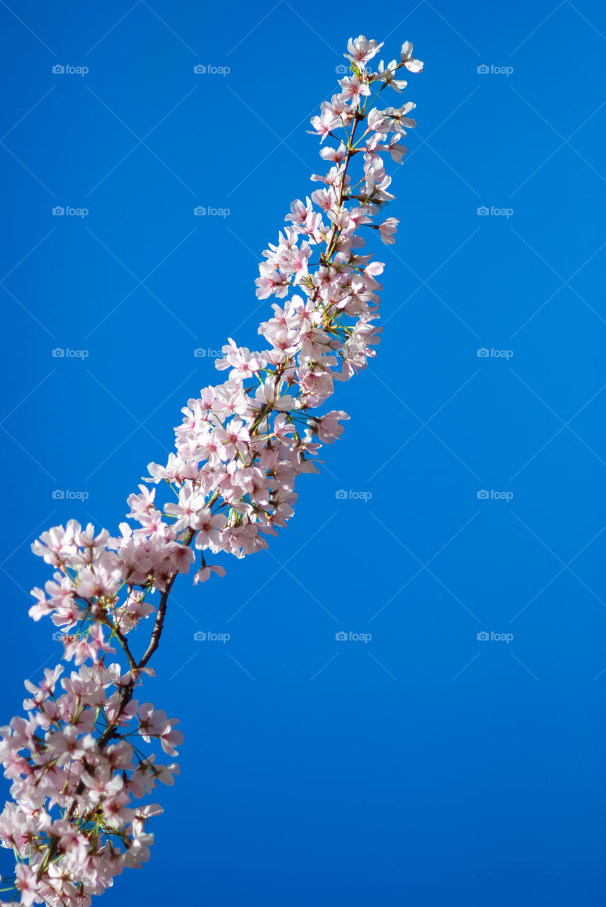 Cherry Tree Branch Against the Blue Sky