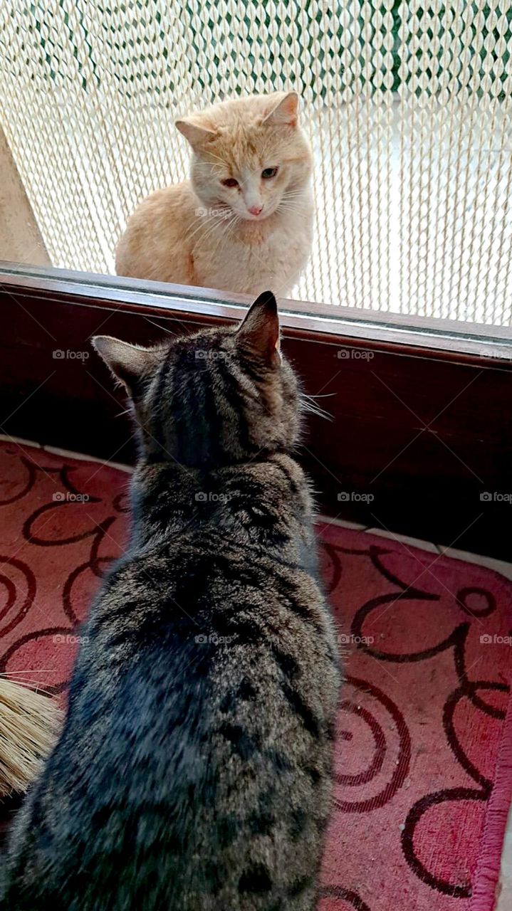 Cats meeting through the window. Milo, the yellow cat, is in love with Stellina, the grey cat. He comes every day to see her, despite her rejection. There are three female cats in the house, but Milo only likes Stellina.