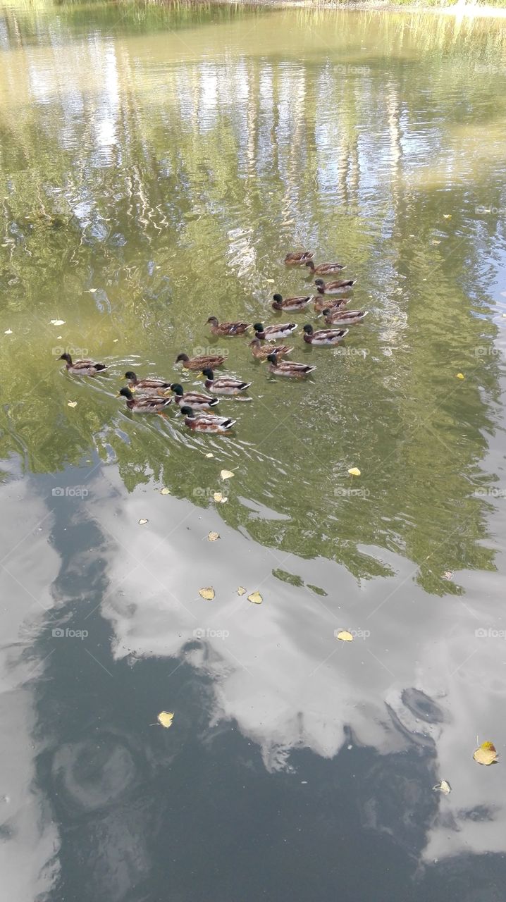 Duck, birds, river, water
