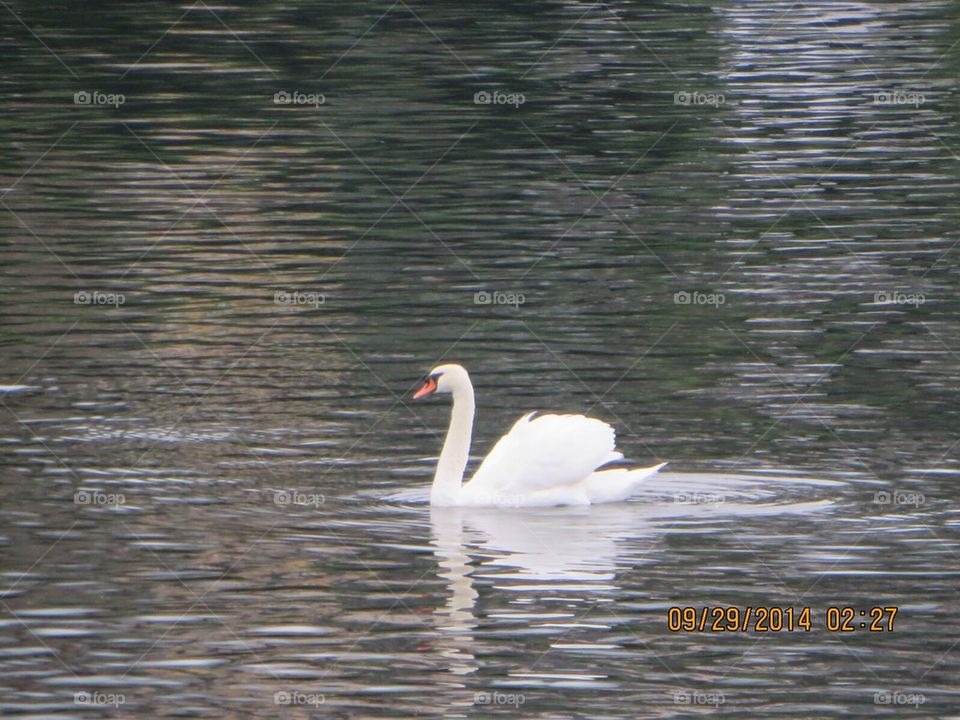 Swan on River