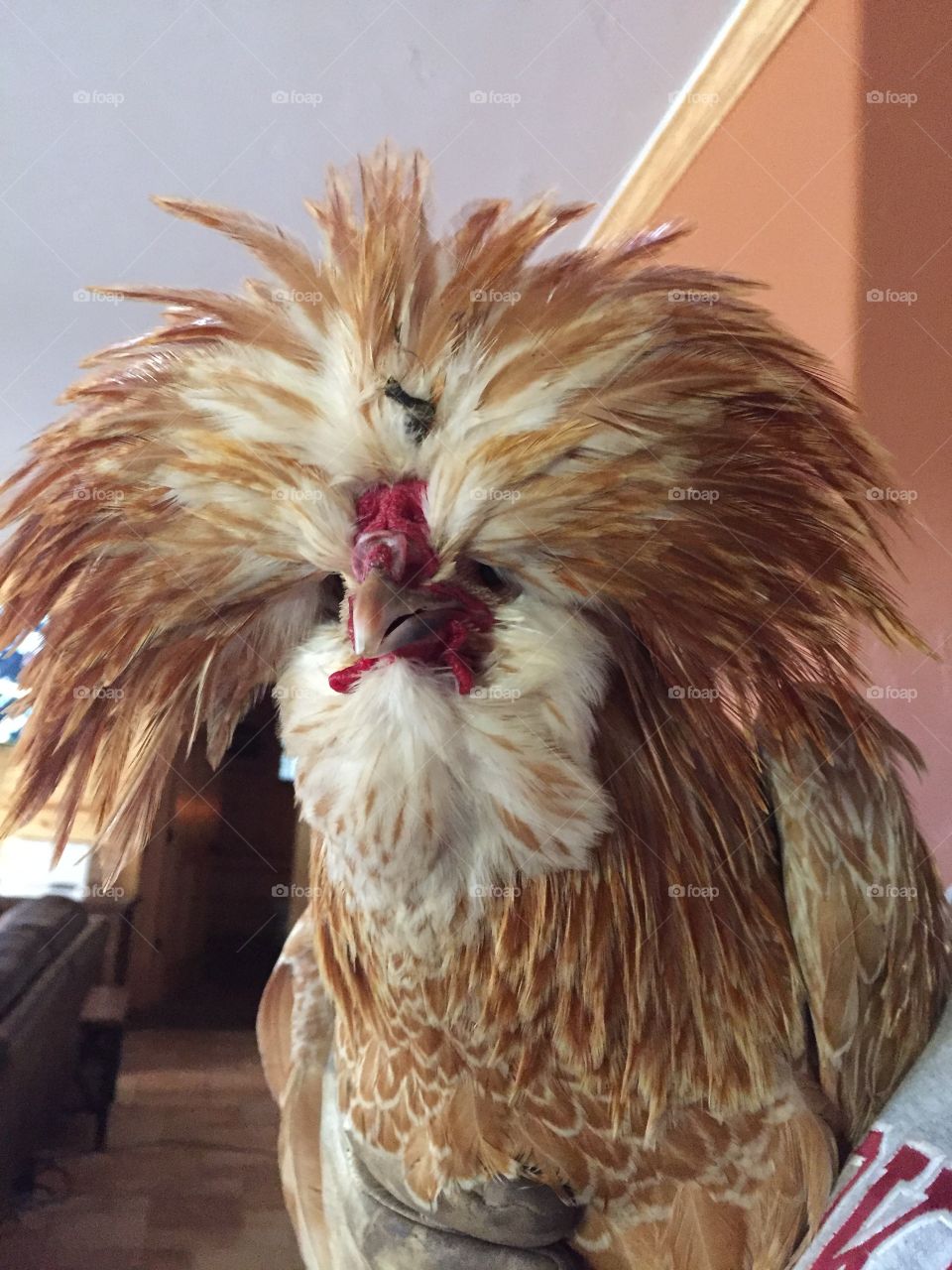 Polish Rooster Chicken