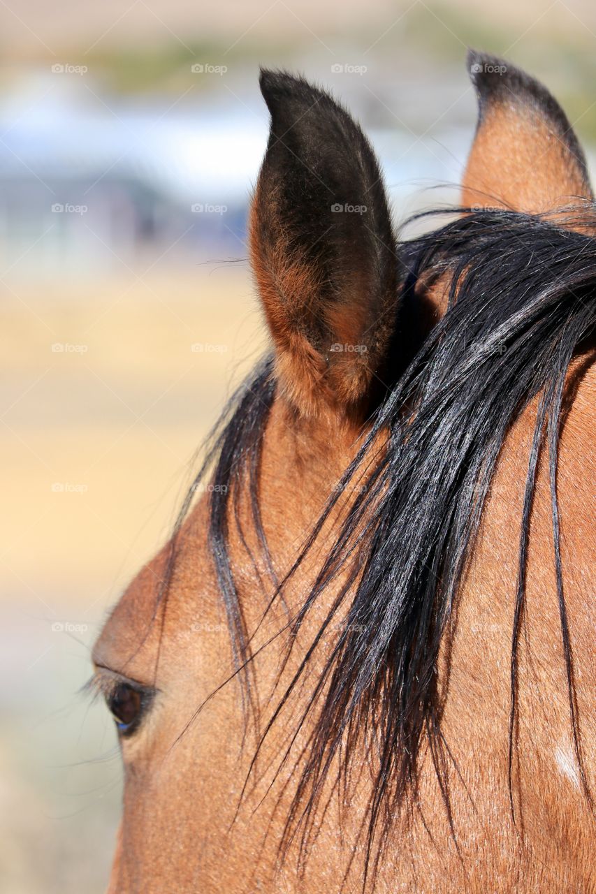 Wild American mustang horse, looking away from camera closeup 