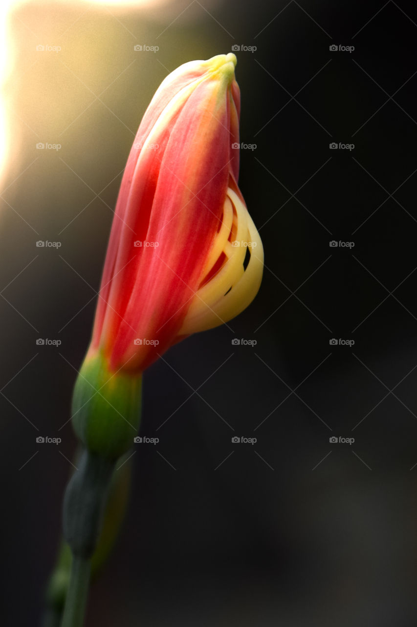 Beautiful and wilted with time like that