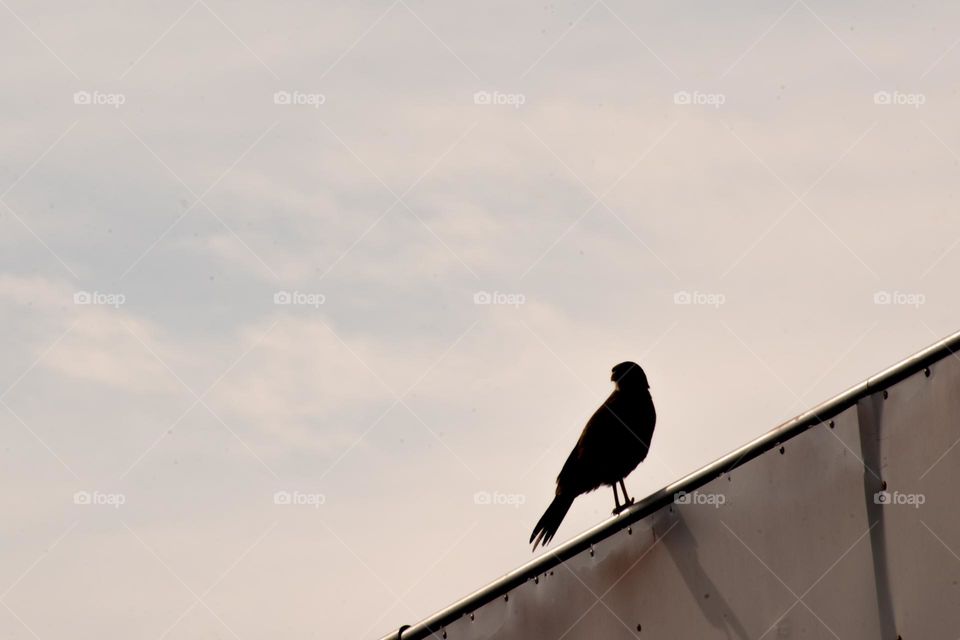 Vigilando el perímetro. Silueta de Aguilicho. Gaizuvira,  Canelones. Uruguay.