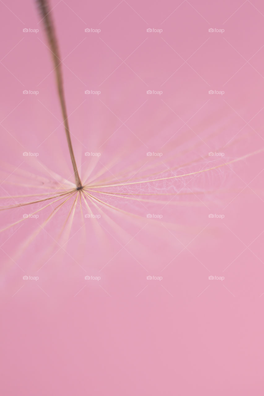 Dandelion seeds macro on pink Color background