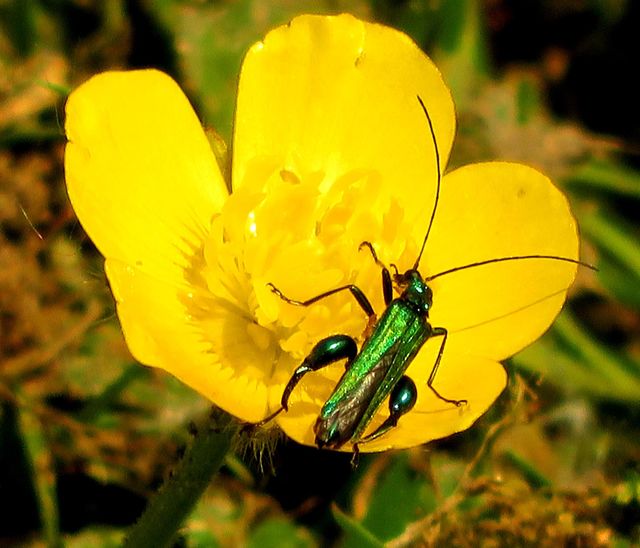 colourful bug on buttercup