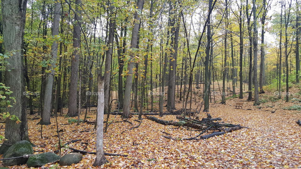Fallen leaves on field in forest