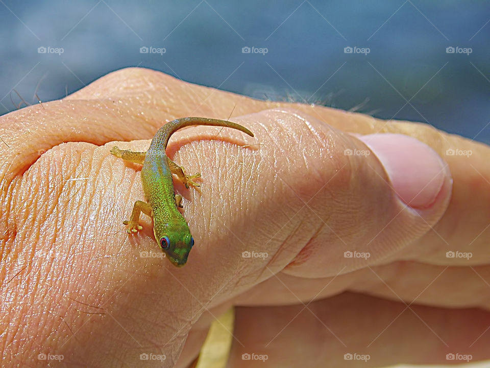 Mini Me. This little guy kept trying to crawl onto the camera lens when I was taking his picture!