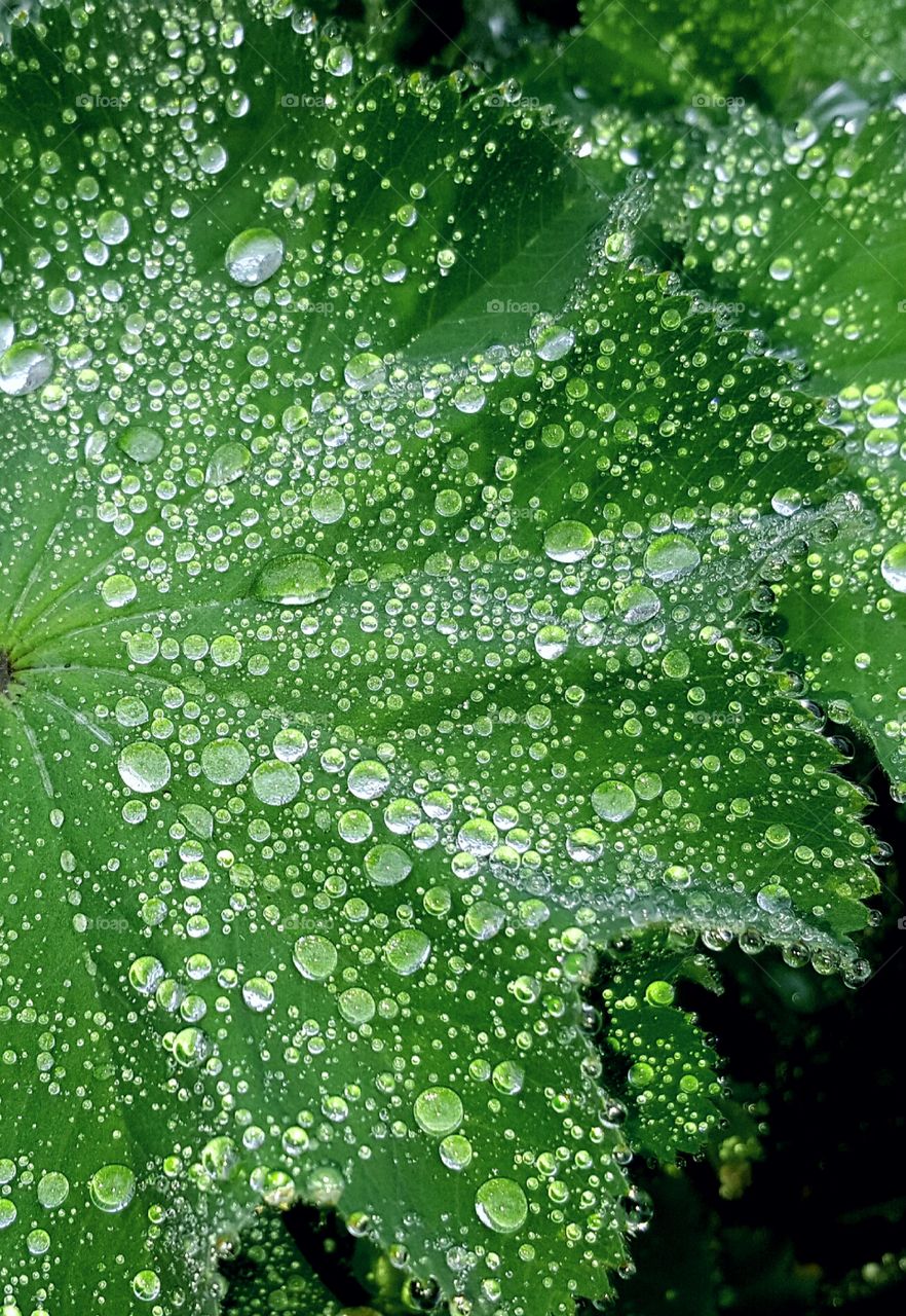Dew, Rain, Drop, Leaf, H2 O
