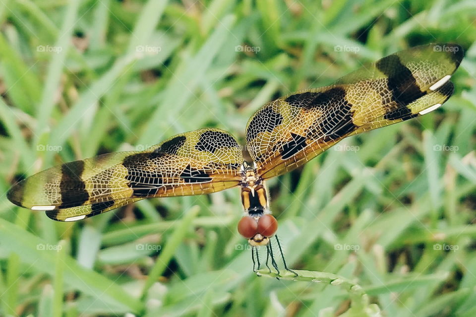 dragonfly details