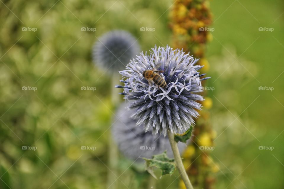 flowers in the garden