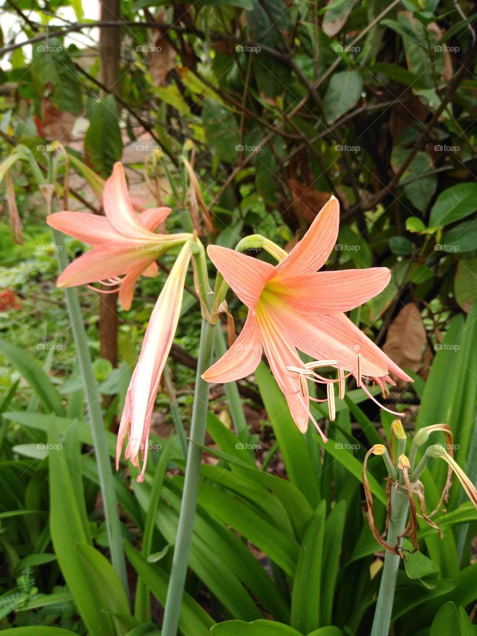 beautiful flowers in my garden