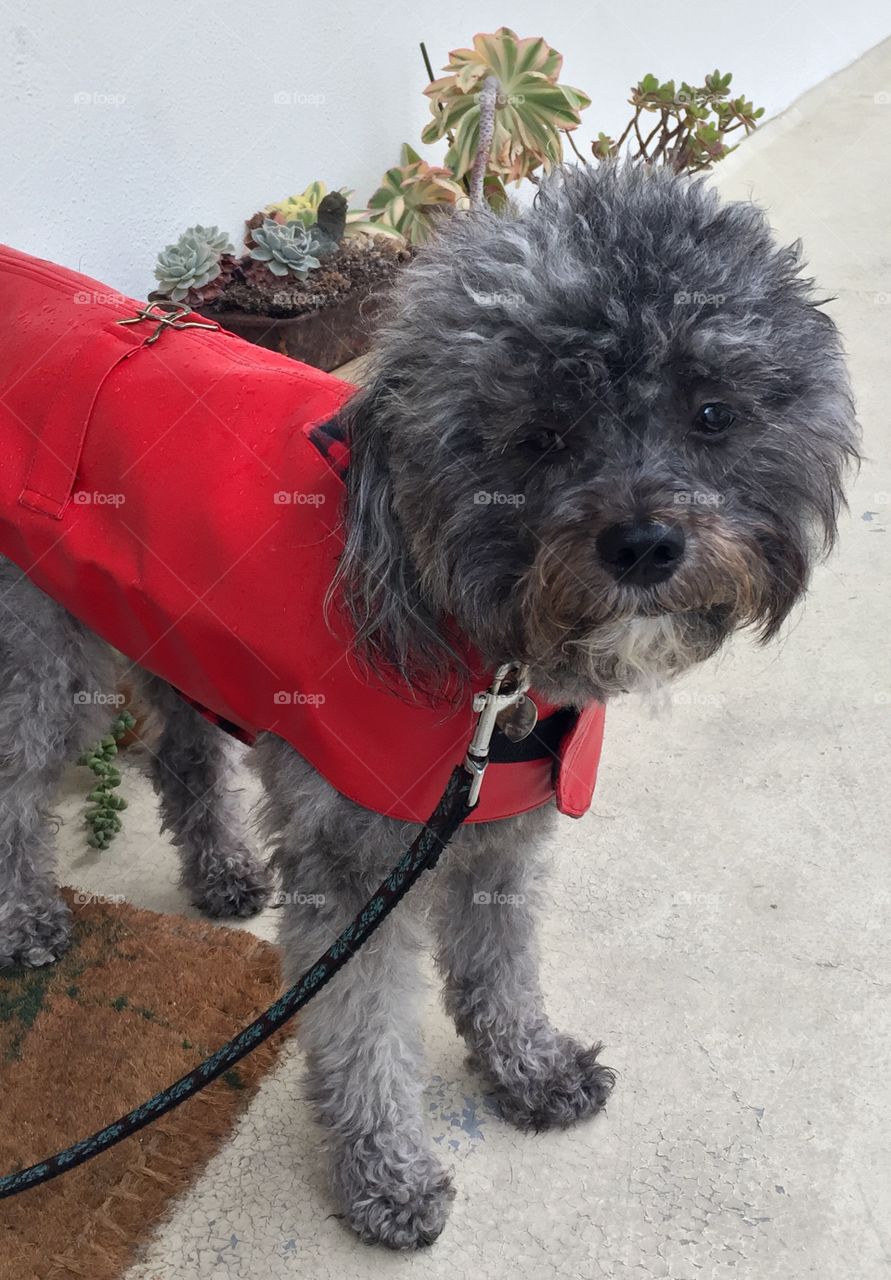 Cute standing puppy