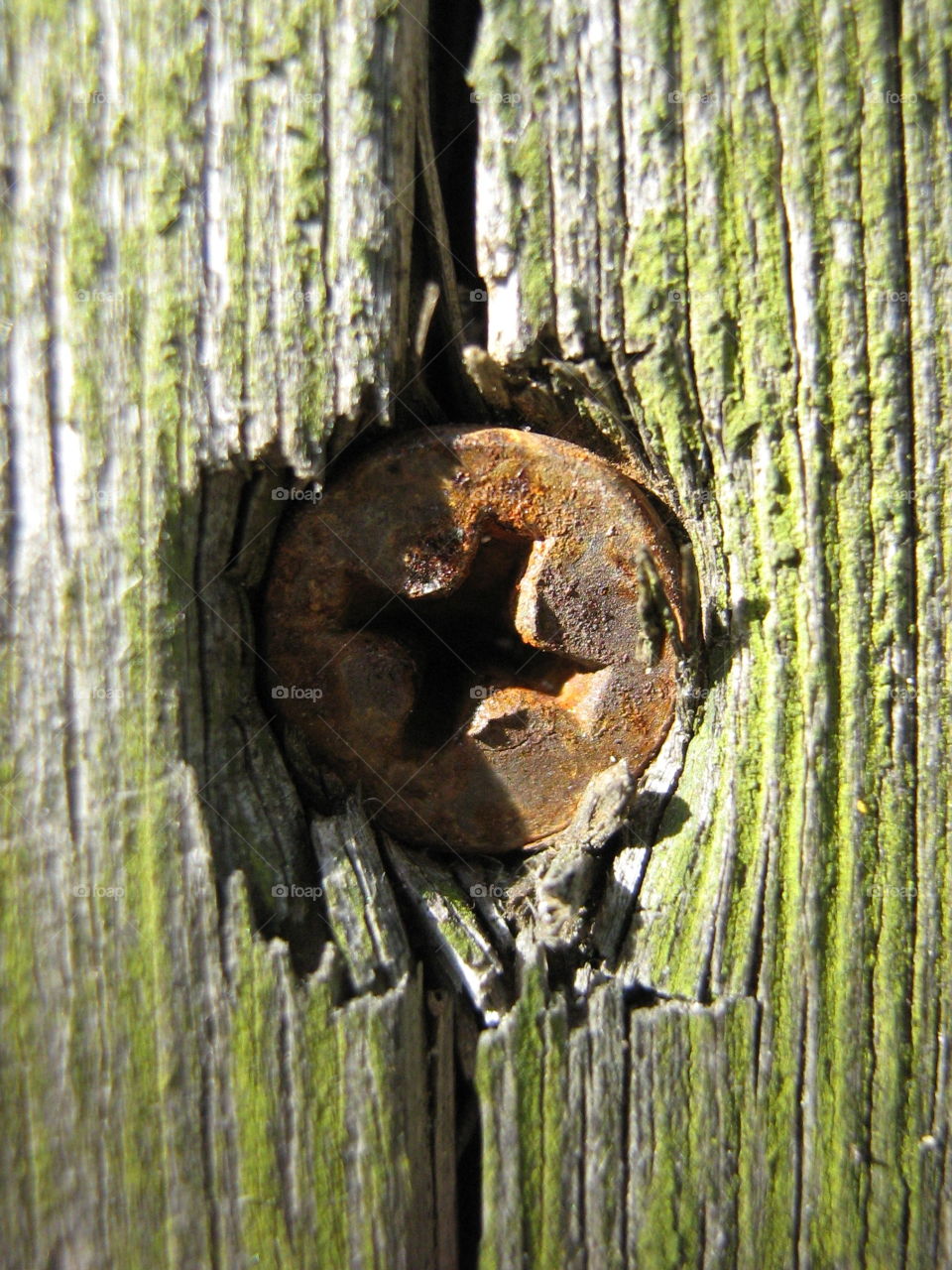 Rusty Screw in the wood 