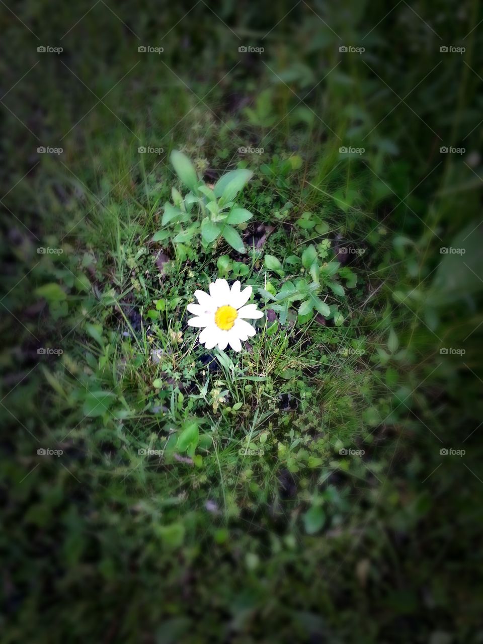 A daisy.