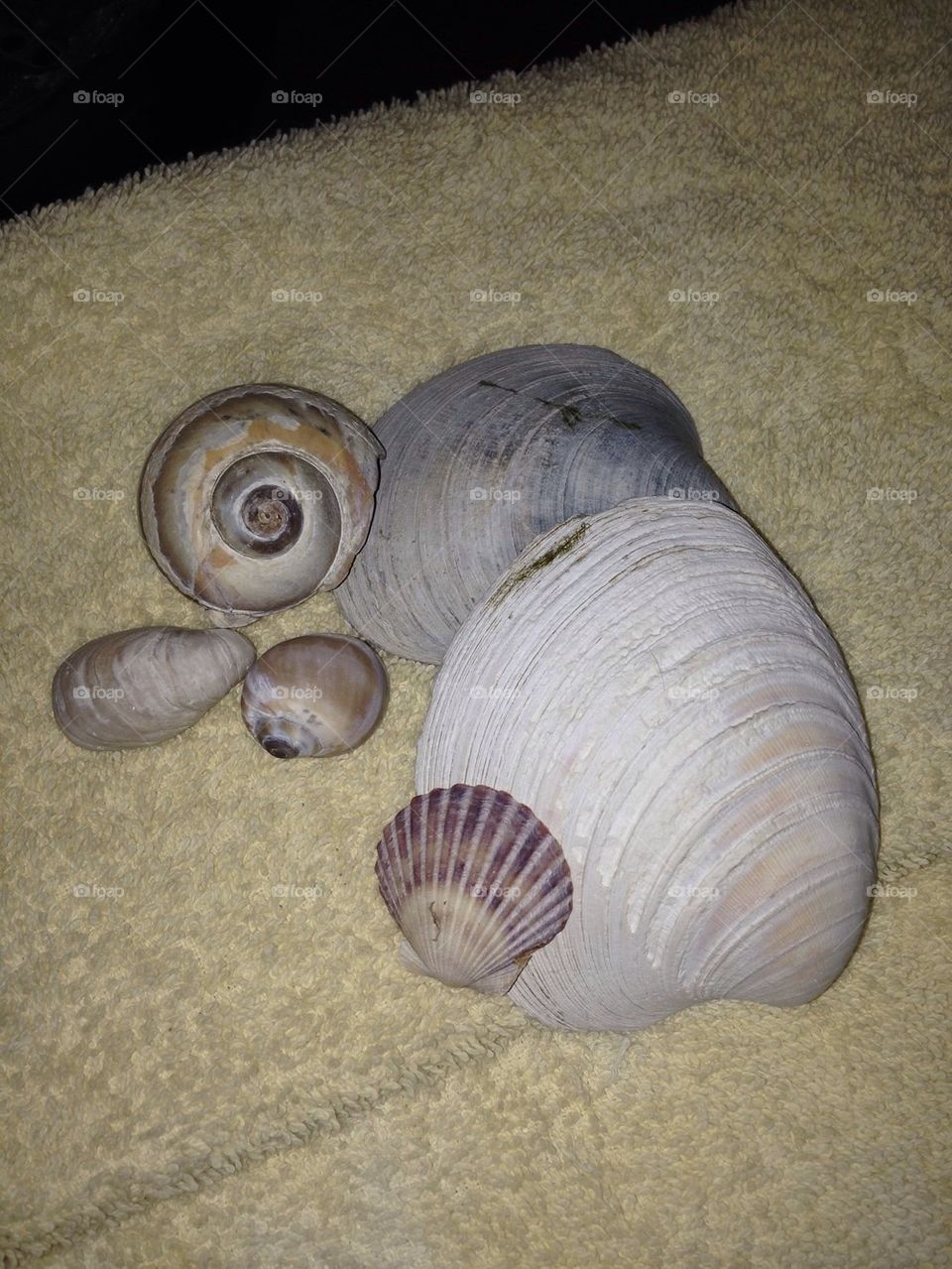 Shells 
