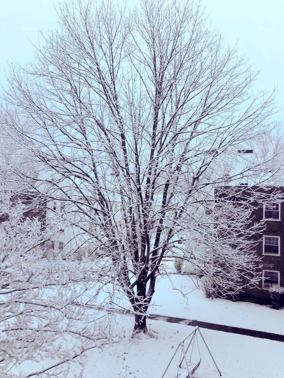 Tree with snow