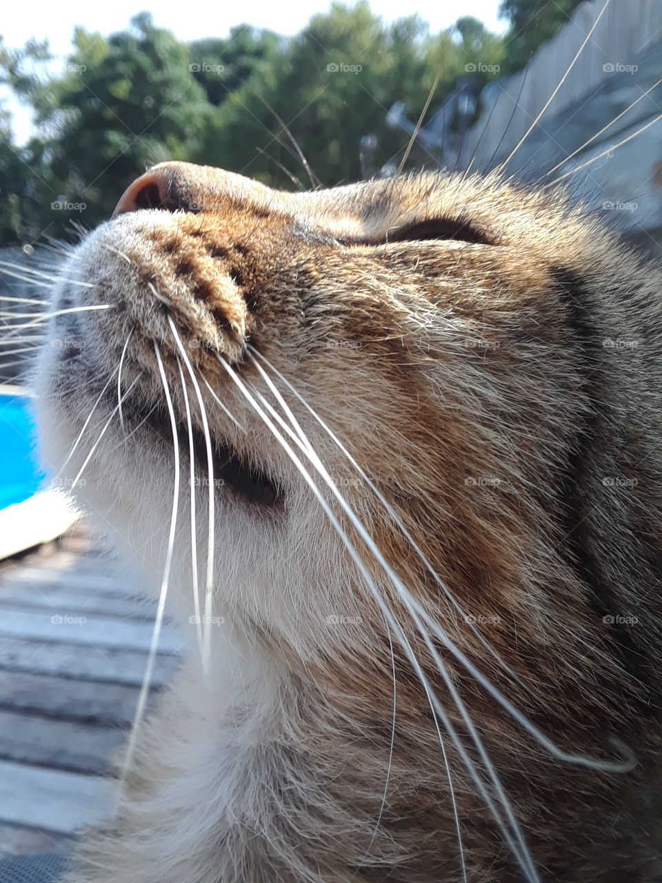 beautiful tabby cat in sunlight