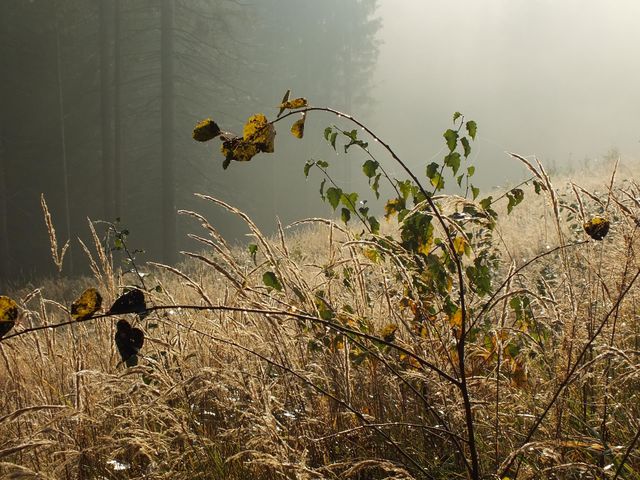 Fog with the sun