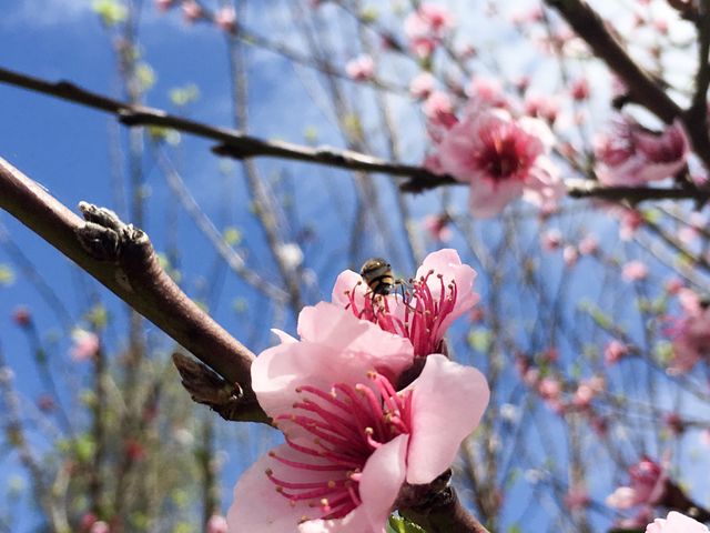 A bee back view on stamen of an apricot blossom