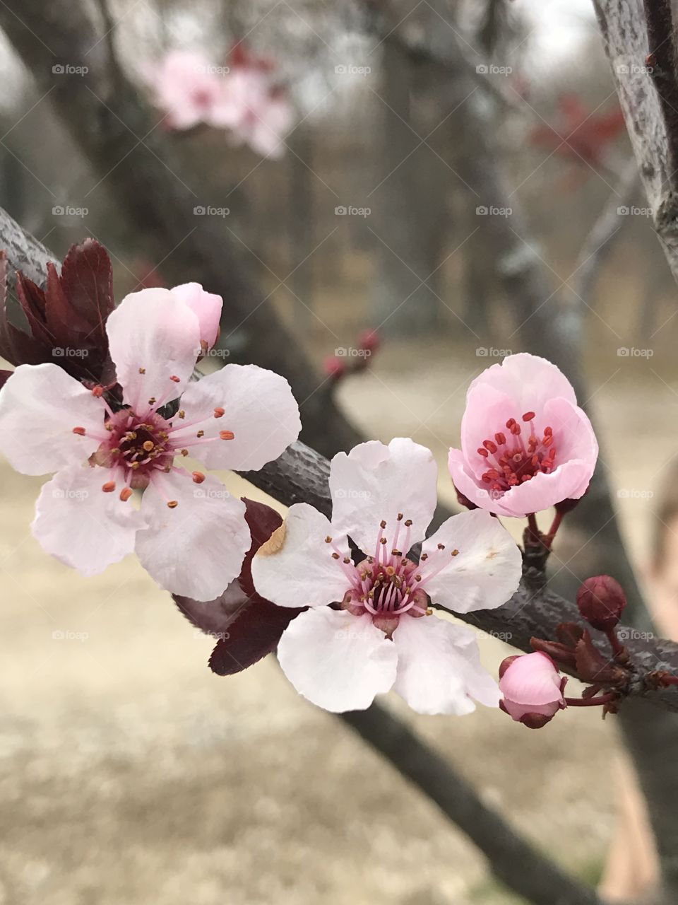 Plum blossom 
