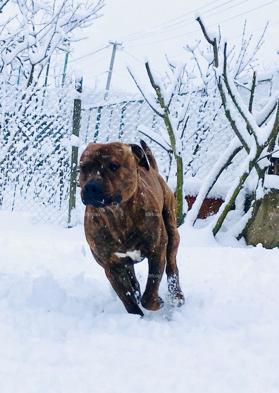 Staffordshire Terrier