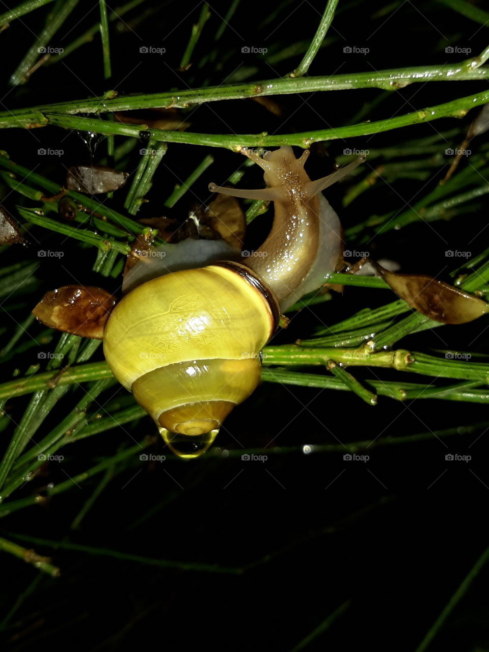 Snail and drop in the dark