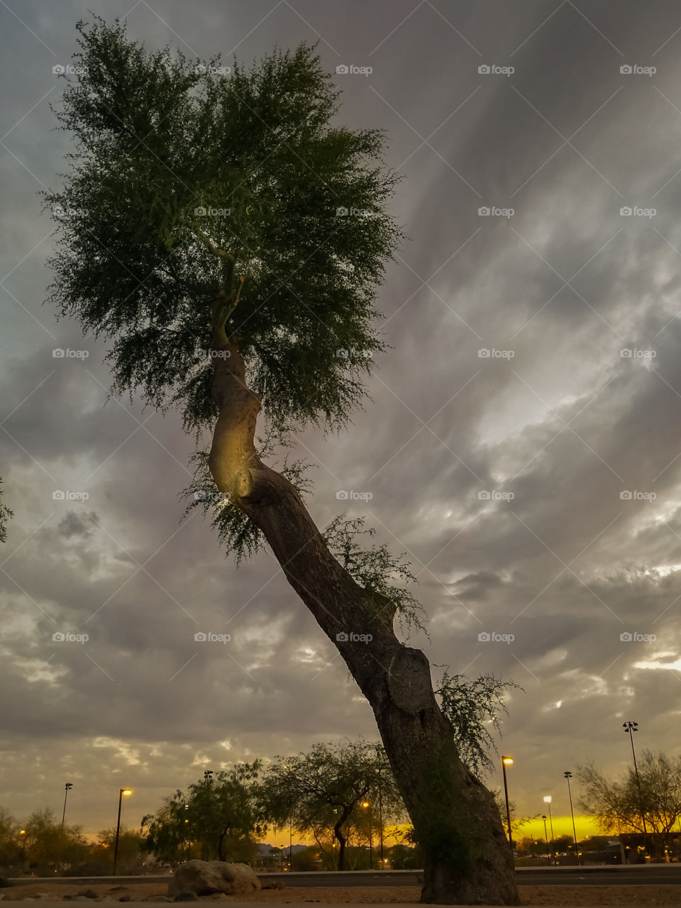 Sunset Tree