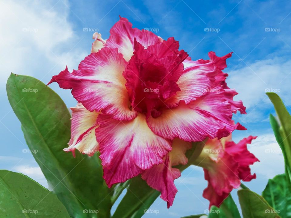 Beautiful flowers in bloom