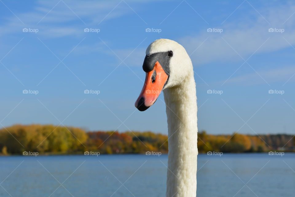 swan portrait blue sky background