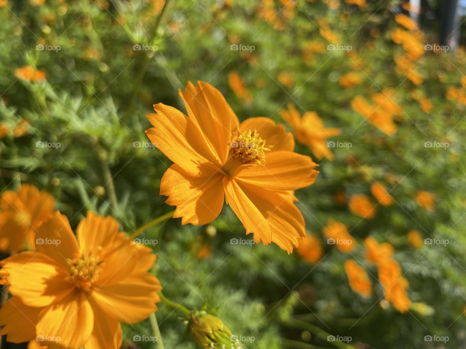 A blooming orange sulphur cosmos flower