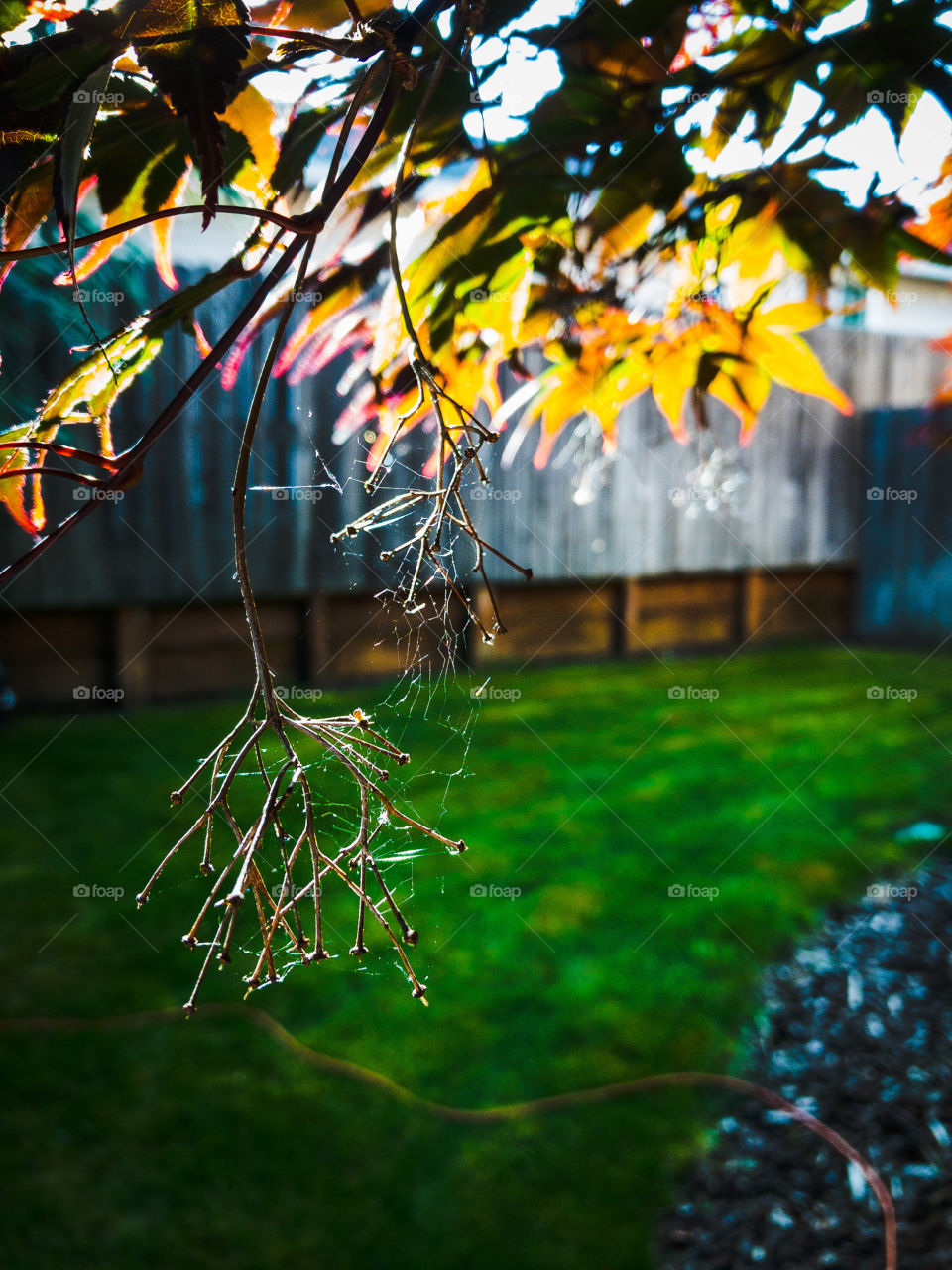 Tree Web