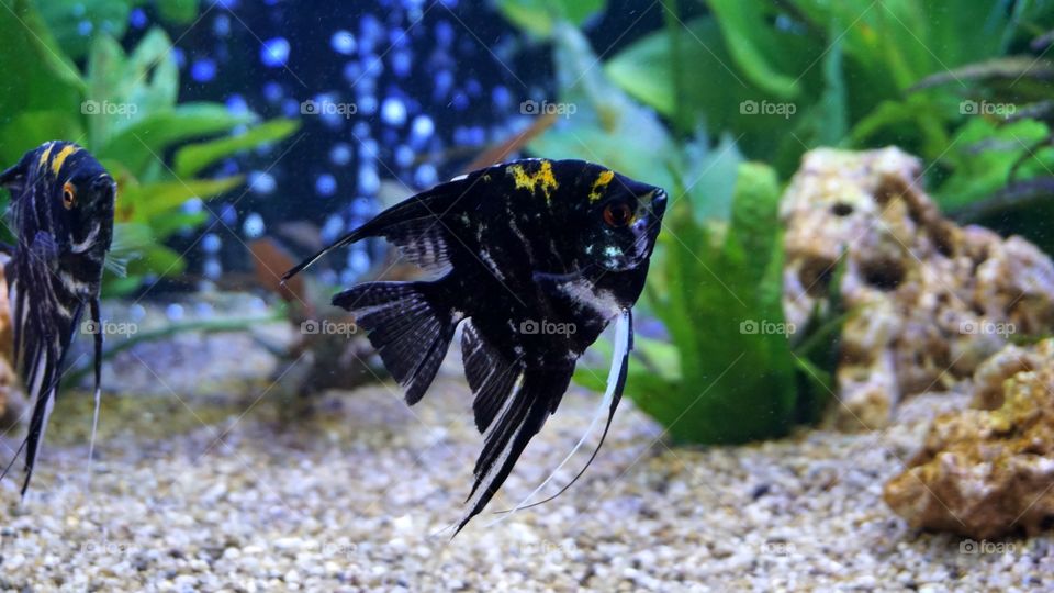 Angelfish